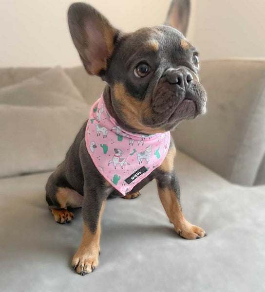 No Drama Llama Dog Bandana